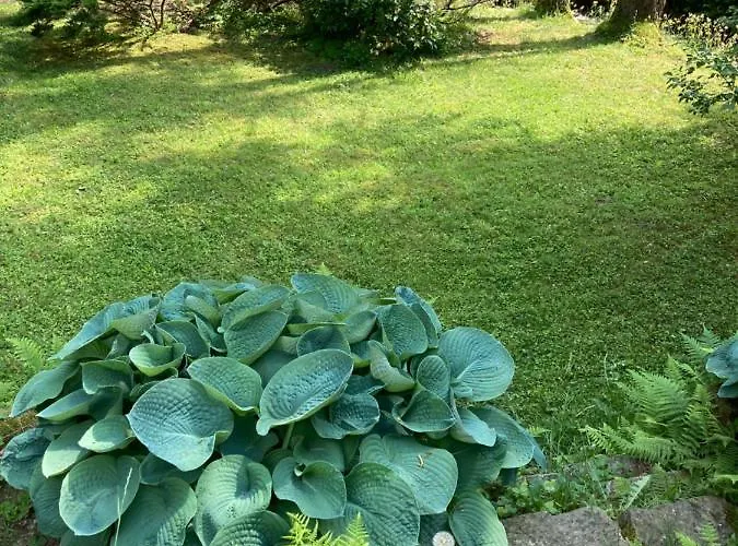 Rakouská Bela pod Pradedem